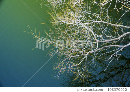 A dead winter tree dripping down onto the lake surface A dead winter tree dripping down onto the lake surface 108370920