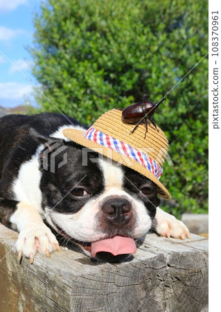 波士頓梗犬 Mighty 草帽上戴著甲蟲，微笑著看著你♡ 108370961