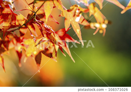 Autumn National Michinoku-Mori Lakeside Park Maple, Kawasaki Town, Miyagi Prefecture Autumn National Michinoku-Mori Lakeside Park Maple, Kawasaki Town, Miyagi Prefecture 108371026