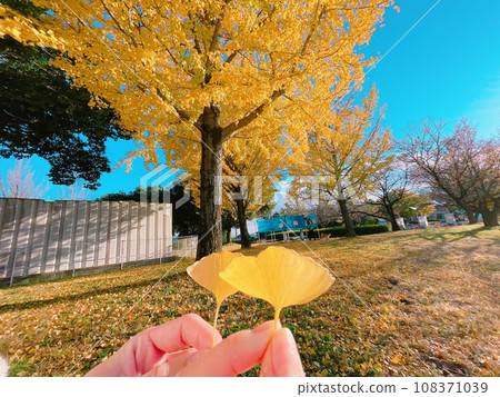 秋天的銀杏葉 108371039