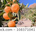 在藍天的橘子 108371041