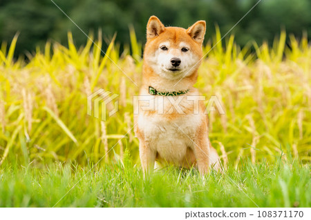 柴犬在稻田裡玩耍。背景是越光的柴犬 柴犬在稻田裡玩耍。背景是越光的柴犬 108371170