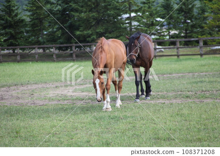 純種馬風景_北海道 純種馬風景_北海道 108371208