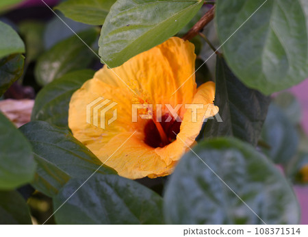 Hibiscus rosa-sinensis, known colloquially as Chinese hibiscus, China rose Hibiscus rosa-sinensis, known colloquially as Chinese hibiscus, China rose 108371514