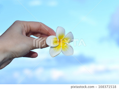 Hand holding white plumeria flower against blue sky background 108371518
