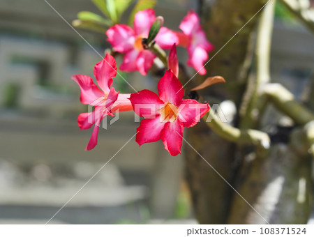 Many flowers of Adenium obesum close up 108371524