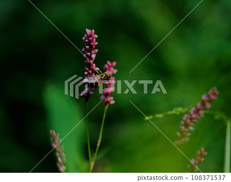 Flower-visiting insects of the Polygonaceae family, Polygonidae. 108371537