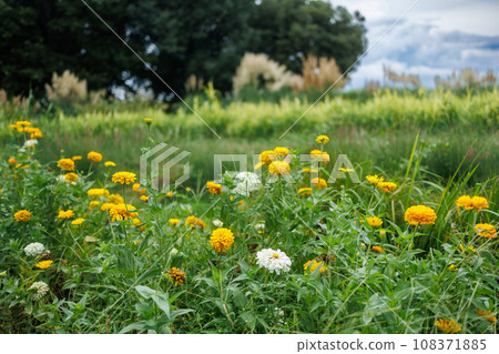 Kivanakosmos blooming in the grassland Kivanakosmos blooming in the grassland 108371885