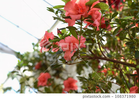 Rhododendron Bunde Schame or Azalea indica 108371980