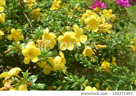 Allamanda flower growing in Vietnam close up 108371983