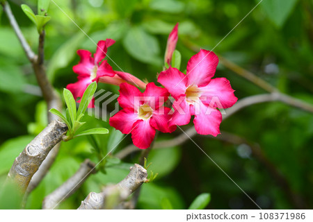 Many flowers of Adenium obesum close up 108371986