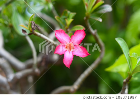 Many flowers of Adenium obesum close up Many flowers of Adenium obesum close up 108371987