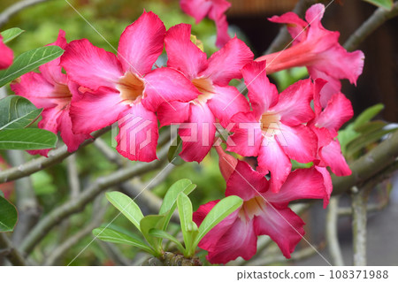 Many flowers of Adenium obesum close up 108371988