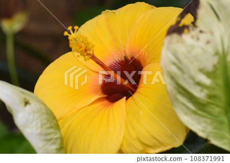 Hibiscus rosa-sinensis, known colloquially as Chinese hibiscus, China rose Hibiscus rosa-sinensis, known colloquially as Chinese hibiscus, China rose 108371991