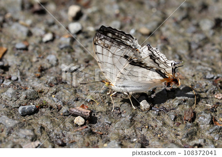 A butterfly A butterfly 108372041