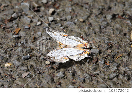 A butterfly 108372042
