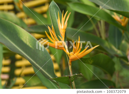 Orange Heliconia psittacorum growing in Vietnam Orange Heliconia psittacorum growing in Vietnam 108372079