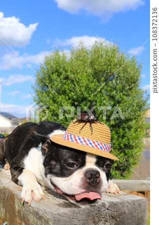 Mighty the Boston Terrier looks cute with a beetle on his straw hat ♡ Mighty the Boston Terrier looks cute with a beetle on his straw hat ♡ 108372136