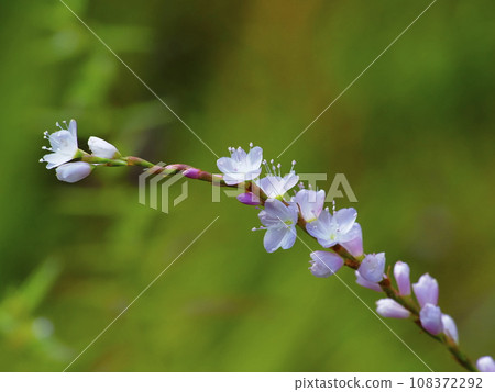 Sakuratade 108372292