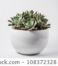 Succulents in a white bowl for easy indoor gardening. Perfect for anyone looking for a low-maintenance way to add natural beauty to their home. AI Generative. 108372328