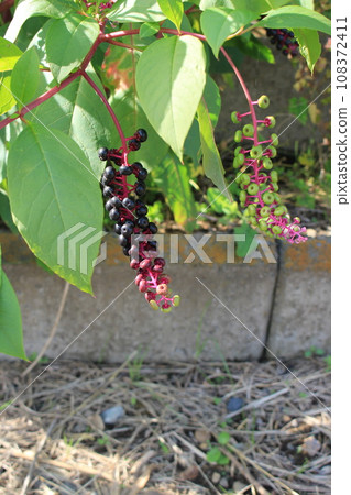 Yamagobo fruit Yamagobo fruit 108372411