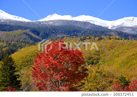 乘鞍高原 - 大楓樹的秋葉和雪中的乘鞍山 108372451