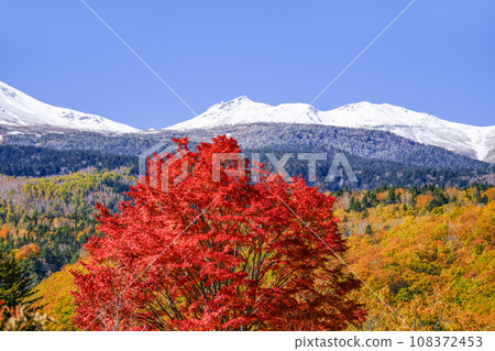 乘鞍高原 - 大楓樹的秋葉和雪中的乘鞍山 108372453