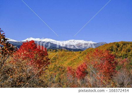Norikura Plateau - Autumn leaves of large maple trees and Mt. Norikura in snow Norikura Plateau - Autumn leaves of large maple trees and Mt. Norikura in snow 108372454