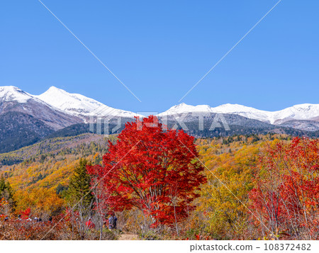 乘鞍高原 - 大楓樹的秋葉和雪中的乘鞍山 乘鞍高原 - 大楓樹的秋葉和雪中的乘鞍山 108372482