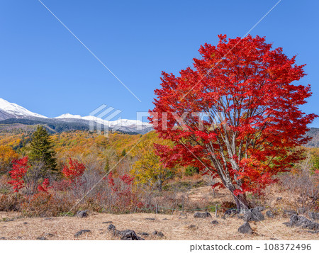乘鞍高原 - 大楓樹的秋葉和雪中的乘鞍山 108372496