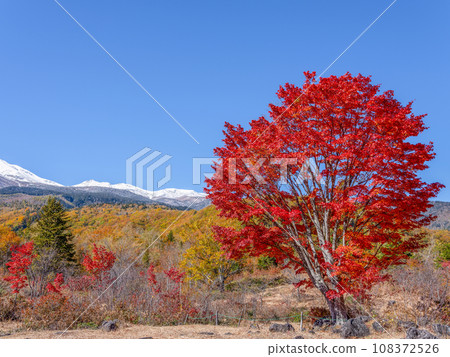 乘鞍高原 - 大楓樹的秋葉和雪中的乘鞍山 108372526