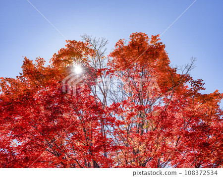 Norikura Highlands - Autumn leaves of large maple trees shining in the sun Norikura Highlands - Autumn leaves of large maple trees shining in the sun 108372534
