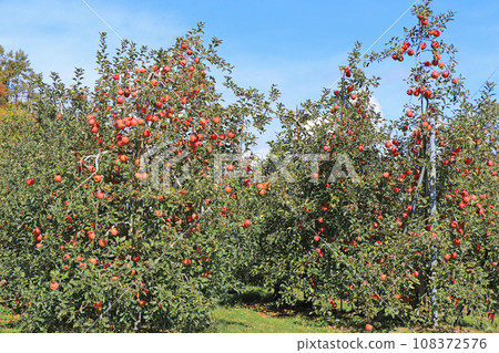 北阿爾卑斯山腳下的安曇野蘋果園 108372576