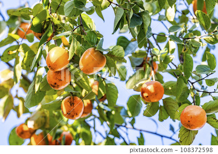 Autumn scenery, many persimmons on the tree, Kawasaki Town, Miyagi Prefecture 108372598