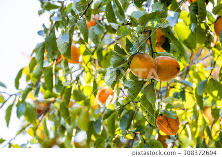 Autumn scenery, many persimmons on the tree, Kawasaki Town, Miyagi Prefecture 108372604