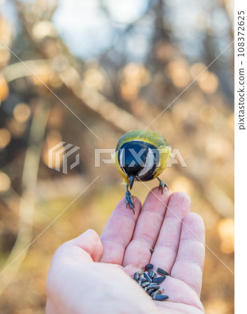A tit sits on a man's hand and eats seeds. 108372625