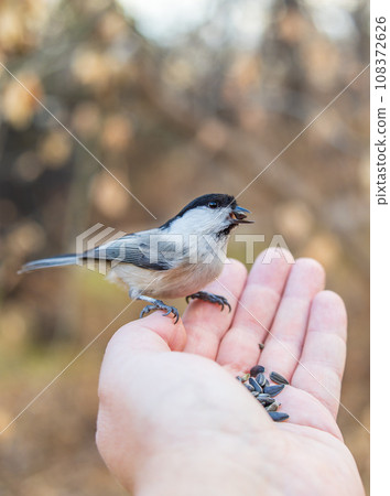 A willow tit sits on hand and eats seeds. Hungry bird willow tit eating seeds from a hand in winter or autumn 108372626