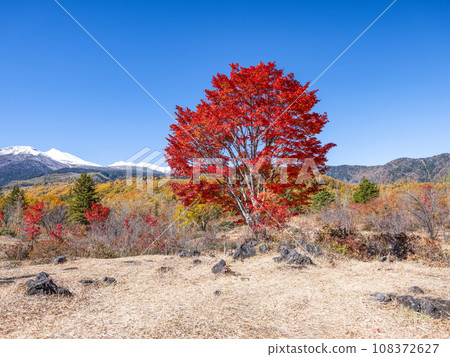 Norikura Plateau - Autumn leaves of large maple trees and Mt. Norikura in snow 108372627