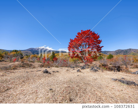 乘鞍高原 - 大楓樹的秋葉和雪中的乘鞍山 108372631