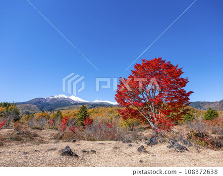 乘鞍高原 - 大楓樹的秋葉和雪中的乘鞍山 108372638