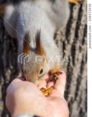 A squirrel in the autumn eats nuts from a human hand. Eurasian red squirrel, Sciurus vulgaris 108372639