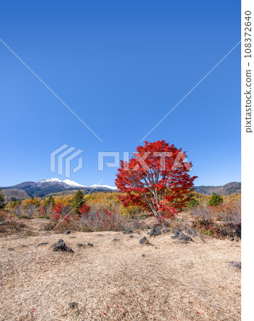 乘鞍高原 - 大楓樹的秋葉和雪中的乘鞍山 乘鞍高原 - 大楓樹的秋葉和雪中的乘鞍山 108372640