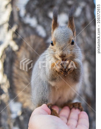 A squirrel in the autumn eats nuts from a human hand. Eurasian red squirrel, Sciurus vulgaris 108372655