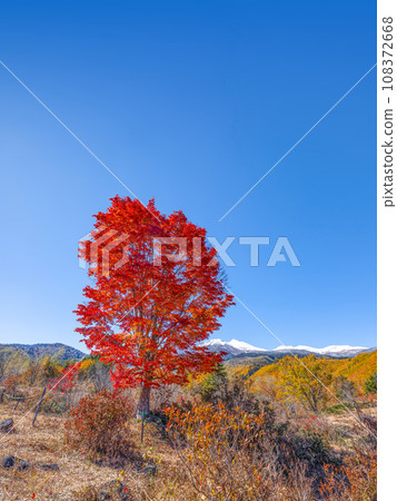 Norikura Plateau - Autumn leaves of large maple trees and Mt. Norikura in snow Norikura Plateau - Autumn leaves of large maple trees and Mt. Norikura in snow 108372668