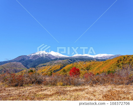 Norikura Plateau - Autumn leaves of large maple trees and Mt. Norikura in snow Norikura Plateau - Autumn leaves of large maple trees and Mt. Norikura in snow 108372706