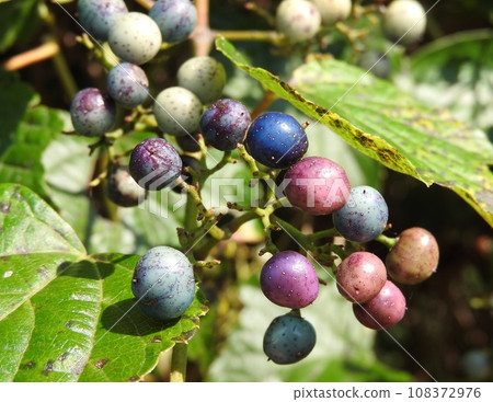 Colorful "Nobudu" fruit 108372976