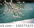 Falling cherry blossoms floating on the water surface 108373429