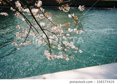 Falling cherry blossoms floating on the water surface 108373429