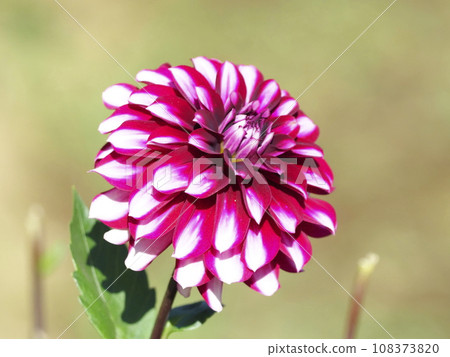 大麗花 大麗花 108373820