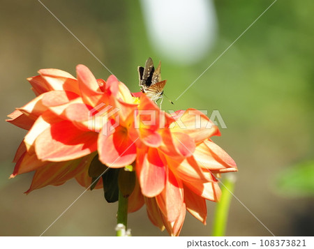 大麗花 大麗花 108373821